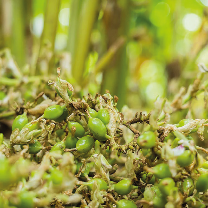 Periyar Spice and Ayurvedic Garden