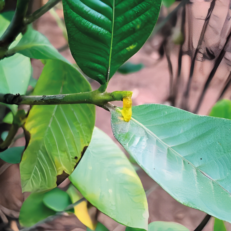 Periyar Spice and Ayurvedic Garden