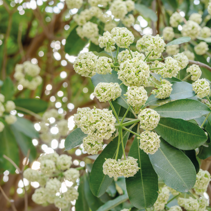 Periyar Spice and Ayurvedic Garden