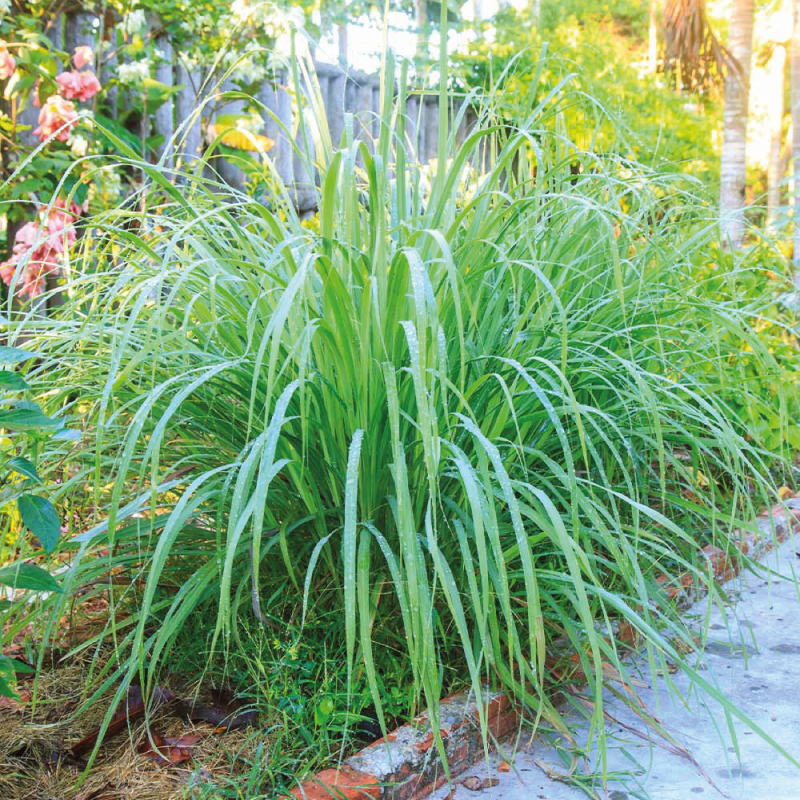 Periyar Spice and Ayurvedic Garden