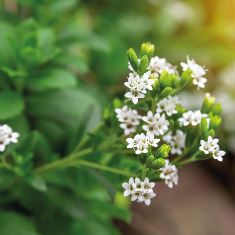 Periyar Spice and Ayurvedic Garden