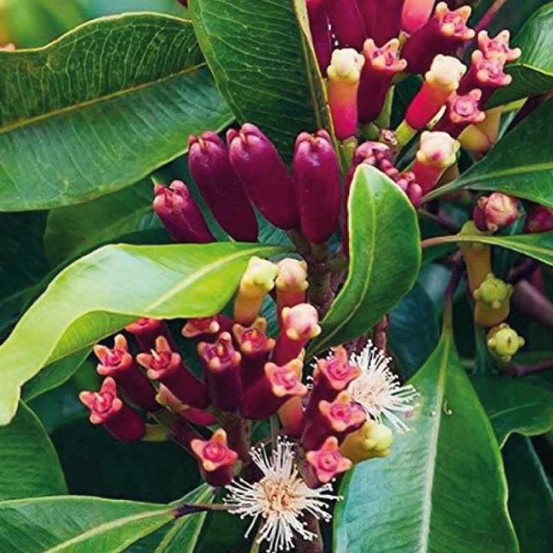 Periyar Spice and Ayurvedic Garden