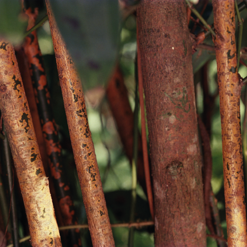 Periyar Spice and Ayurvedic Garden