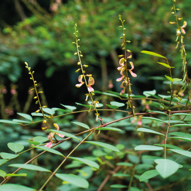 Periyar Spice and Ayurvedic Garden