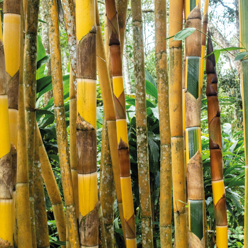 Periyar Spice and Ayurvedic Garden